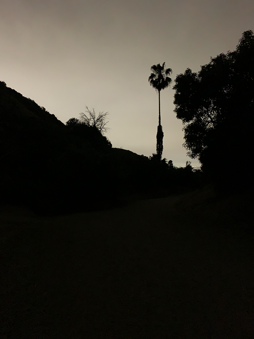 Palme bei Nacht